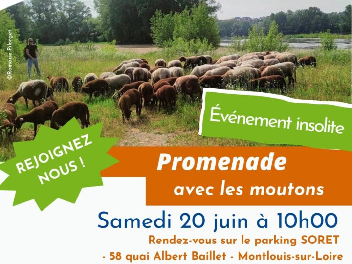 [Agenda] Promenade avec les moutons à l&rsquo;Île de Bondésir – samedi 20 juin à Montlouis-sur-Loire