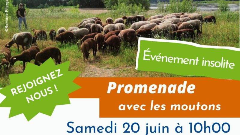 [Agenda] Promenade avec les moutons à l&rsquo;Île de Bondésir – samedi 20 juin à Montlouis-sur-Loire